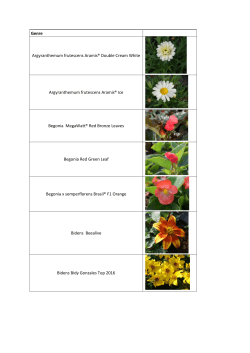 Genre Argyranthemum frutescens Aramis