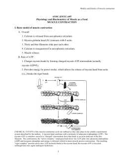 5. Models and kinetics of muscle contraction