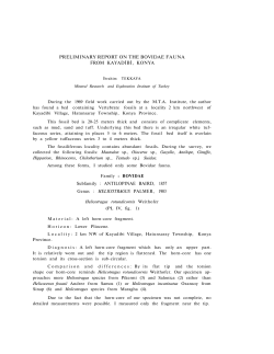 PRELIMINARY REPORT ON THE BOVIDAE FAUNA