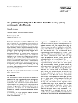 The spermatogenous body cell of the conifer