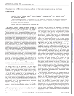 Mechanisms of the inspiratory action of the diaphragm during