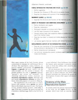 Anatomy of the Male Reproductive System