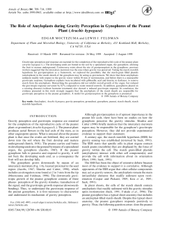 The role of amyloplasts during gravity perception