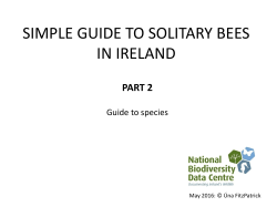 simple guide to solitary bees in ireland