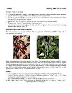 Looking after live insects