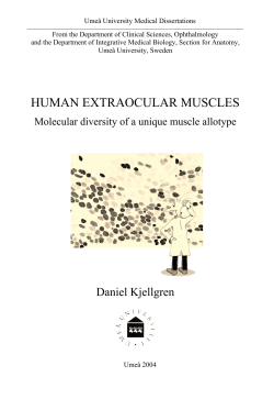 HUMAN EXTRAOCULAR MUSCLES