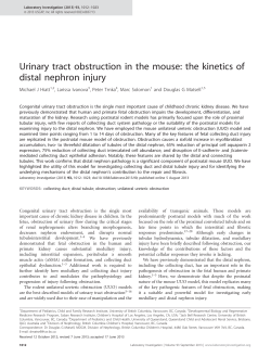 Urinary tract obstruction in the mouse: the kinetics of distal