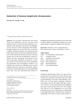 Induction of human lampbrush chromosomes