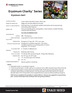 Erysimum Charity&trade; Series