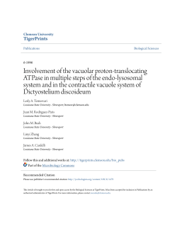 Involvement of the vacuolar proton-translocating