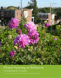 Flower Farming in Baltimore - Baltimore Office of Sustainability