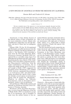 A NEW SPECIES OF ANOSTRACAN FROM THE