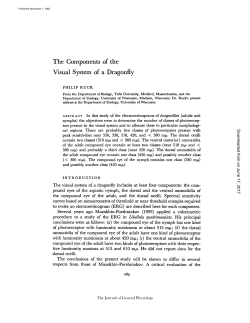 The Components of the Visual System of a Dragonfly