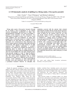 A 3-D kinematic analysis of gliding in a flying snake, Chrysopelea