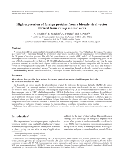 High expression of foreign proteins from a biosafe viral vector