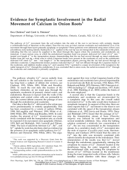 Evidence for Symplastic Involvement in the Radial Movement of
