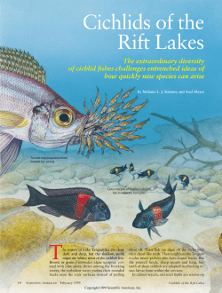 Cichlids of the Rift Lakes