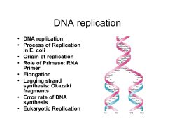 DNA replication