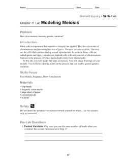 Chapter 11 Lab Modeling Meiosis