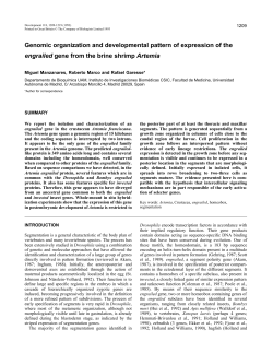 Genomic organization and developmental pattern of expression of