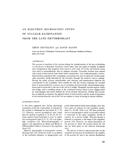 an electron microscopic study of nuclear