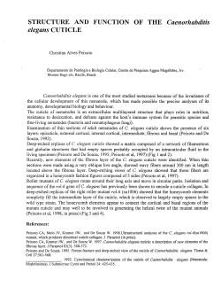 STRUCTURE AND FUNCTION OF THE Caenohzbditis