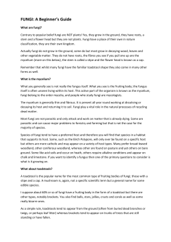 FUNGI: A Beginner`s Guide