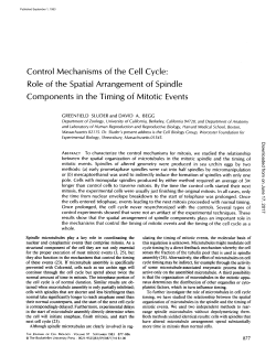 Control Mechanisms of the Cell Cycle: Role of the Spatial