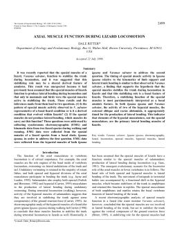axial muscle function during lizard locomotion