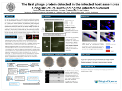 The first phage protein detected in the infected host assembles a