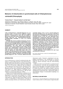 Behavior of mitochondria in synchronized cells of Chlamydomonas