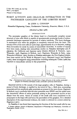burst activity and cellular interaction in the pacemaker ganglion of