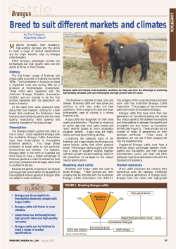 Cattle - Farming Ahead