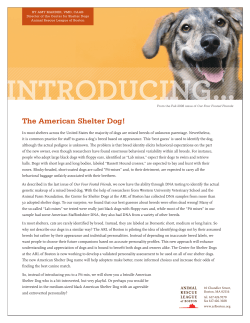 The American Shelter Dog!
