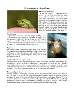 European tree frog (Hyla arborea)