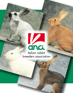 The Rabbit Directory