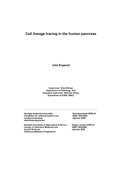 Cell lineage tracing in the human pancreas - Ex Student Archive