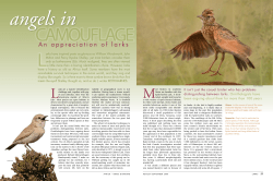 An appreciation of larks - Percy FitzPatrick Institute of African