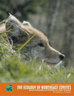 The Ecology of northeast Coyotes