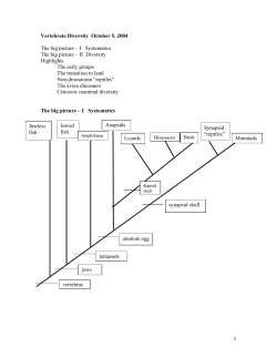 1 Vertebrate Diversity October 5, 2004 The big picture &ndash; I