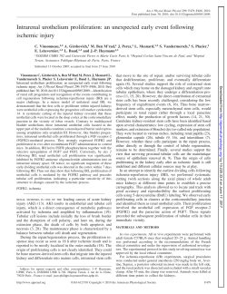 Intrarenal urothelium proliferation: an unexpected early event