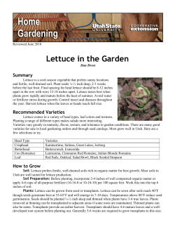 Lettuce in the Garden - DigitalCommons@USU