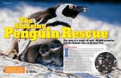 The story of a tragic oil spill, 40,000 penguins, and the humans who