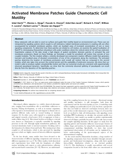 Activated Membrane Patches Guide Chemotactic