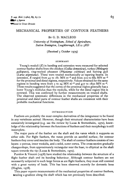 MECHANICAL PROPERTIES OF CONTOUR FEATHERS