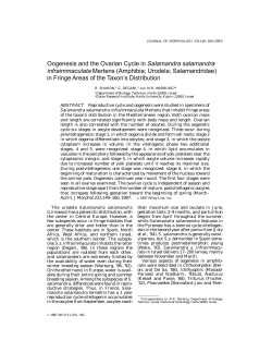 Oogenesis and the ovarian cycle in Salamandra salamandra
