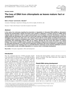 The loss of DNA from chloroplasts as leaves