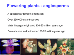 Flowering plants - angiosperms