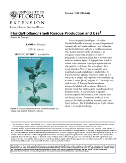 Florida/Holland/Israeli Ruscus Production and Use