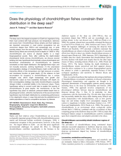 Does the physiology of chondrichthyan fishes constrain their